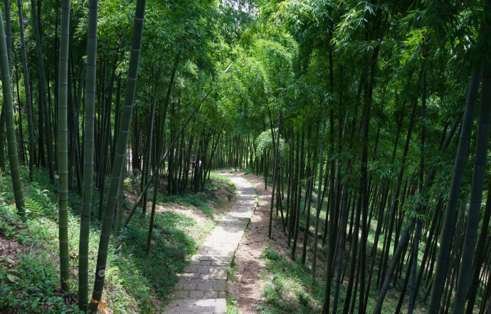Se perdre le long des sentiers qui serpentent dans les forêts de bambous de Moganshan.
