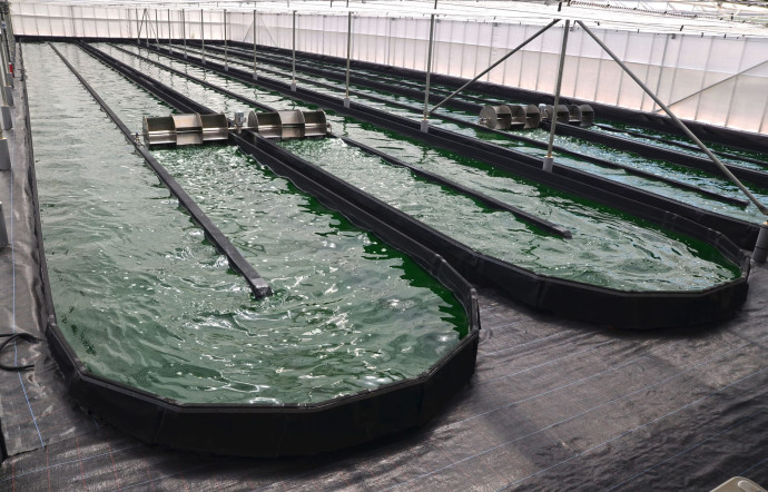La spiruline est cultivée sous serre dans des bassins en circuit fermé.