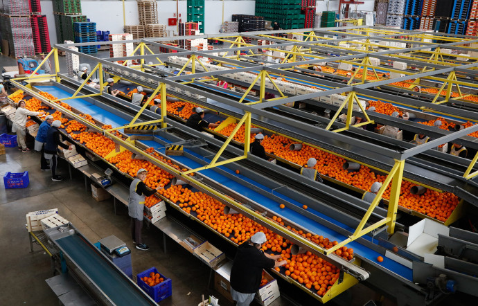 The Good Factory : Bollo International Fruits, orange mécanique