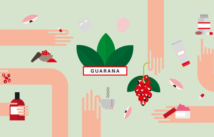 Guarana, le cœur de l'Amazone
