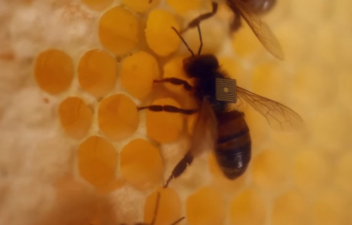 Des sacs à dos sur les abeilles pour étudier leur déclin