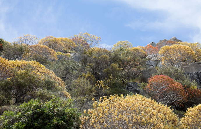 Ces buissons orange et jaunes sont typiques de la végétation des coteaux ouest d’Hydra.