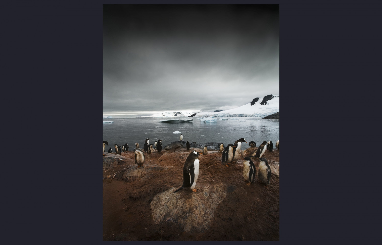 Colonie de Manchots Papous, Île Petermann, Antarctique ‐ « Pôle Nord et Pôle Sud abritent chacun une faune...