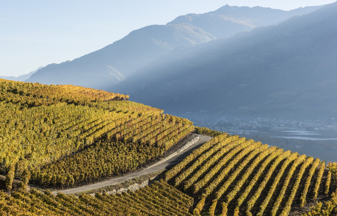 Le vignoble de Fully, dans le Valais.