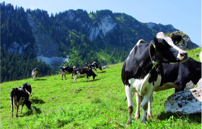 Les Suisses préfèrent les fromage frais : la mozzarella, le séré (fromage blanc) ou le mascarpone.