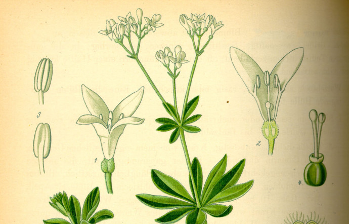 De son nom latin Asperula odorata ou Galium odoratum, l’aspérule odorante est une plante de la famille des rubiacées.