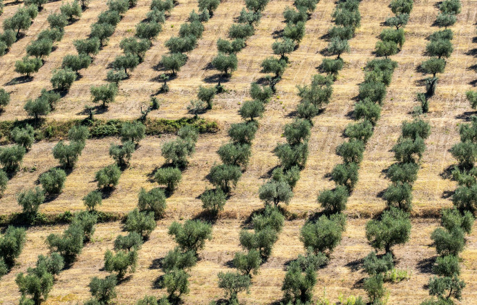 Un champ d’oliviers à Pérouse, en Italie.