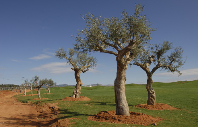 Plutôt que de perdre les oliviers qui occupaient les terres vouées à être construites, ils ont été plantés sur des champs libres, puis replantés autour des infrastructures de Costa Navarino.